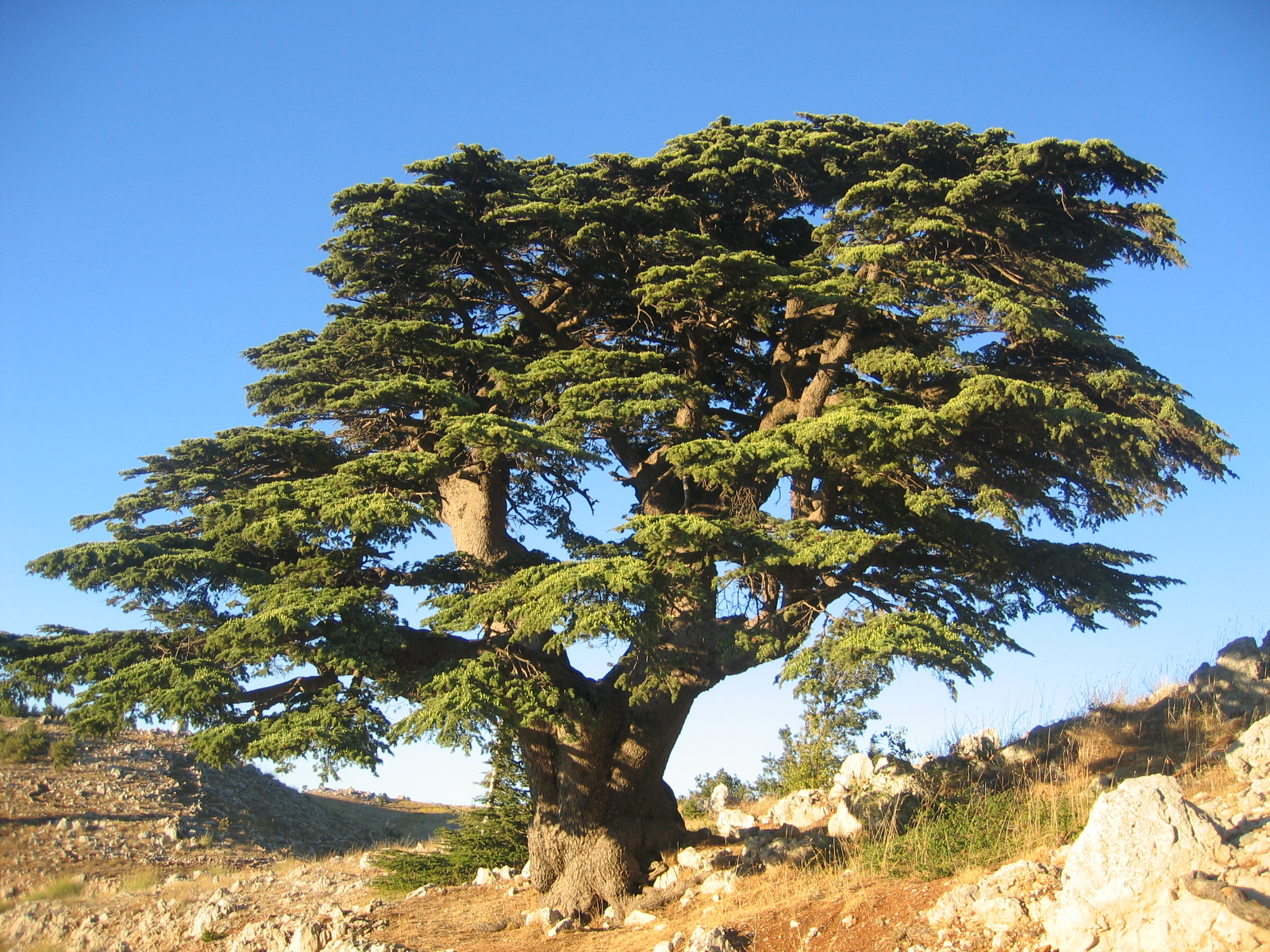 Le Cèdre